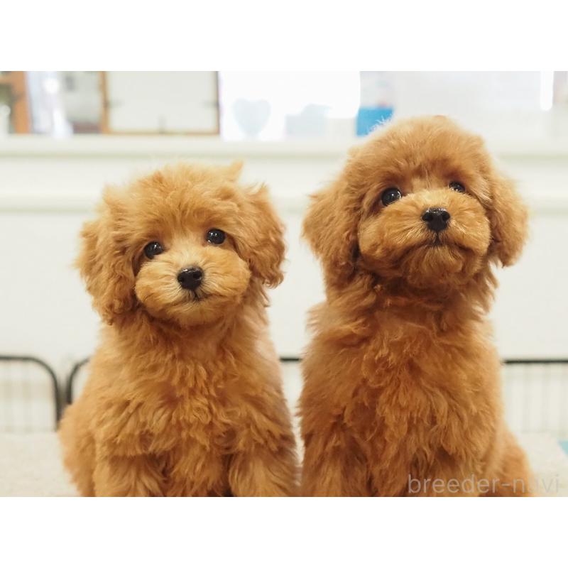 成約済の愛知県のタイニープードル-422952の2枚目