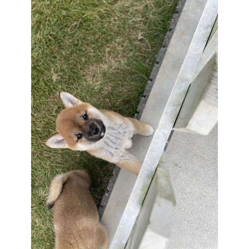 販売中の茨城県の豆柴-420376の6枚目