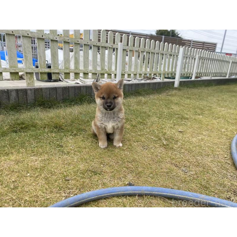 販売中の茨城県の豆柴-420376の5枚目