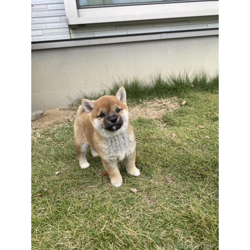 販売中の茨城県の豆柴-420376の4枚目