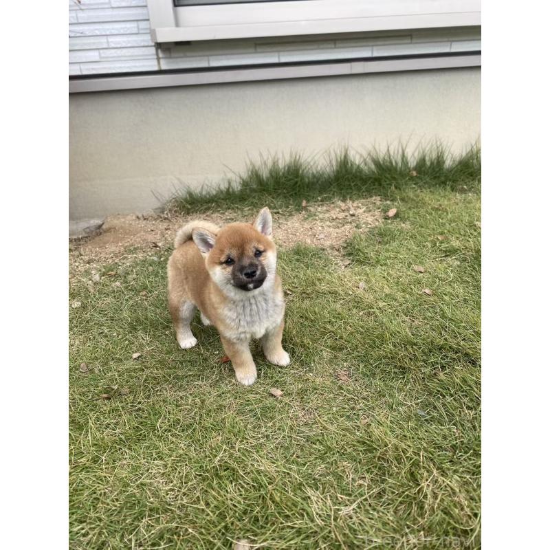 販売中の茨城県の豆柴-420376の3枚目