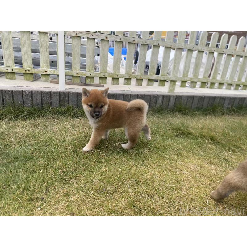 販売中の茨城県の豆柴-420376の2枚目