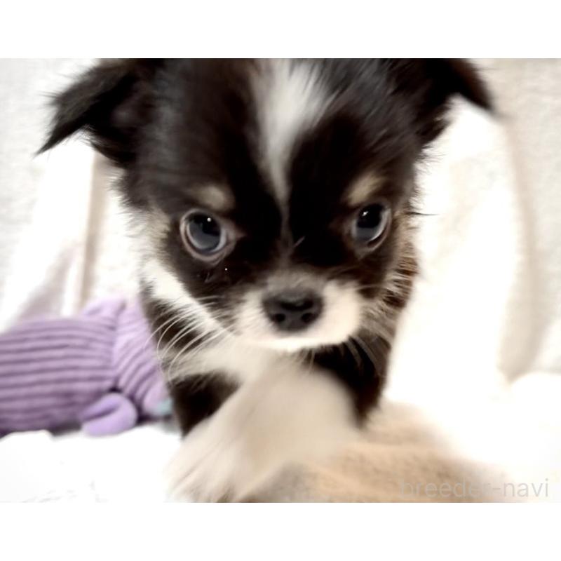 販売中の大阪府のチワワ(ロングコート)-426601の18枚目