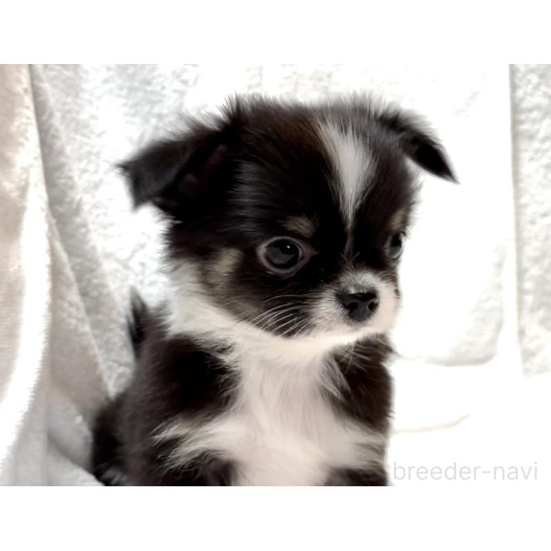 販売中の大阪府のチワワ(ロングコート)-426601の16枚目