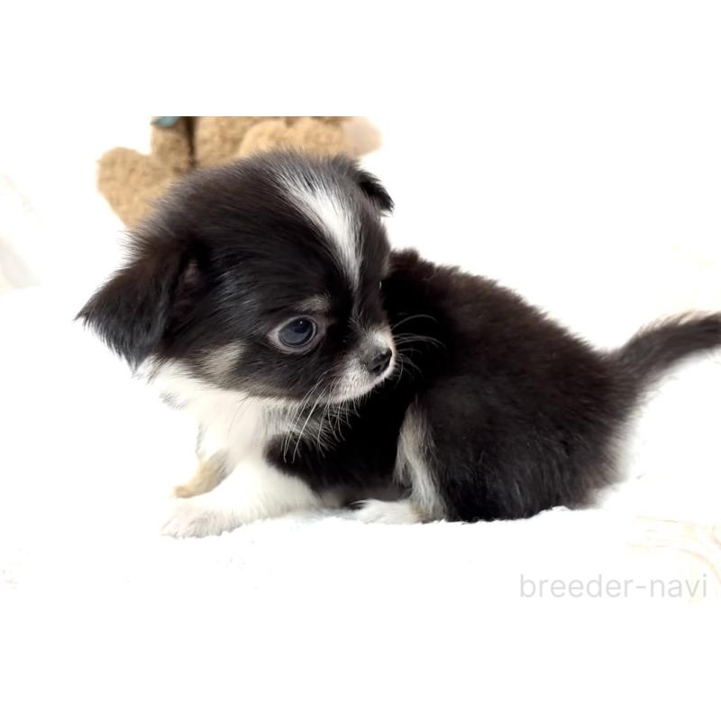 販売中の大阪府のチワワ(ロングコート)-426601の14枚目