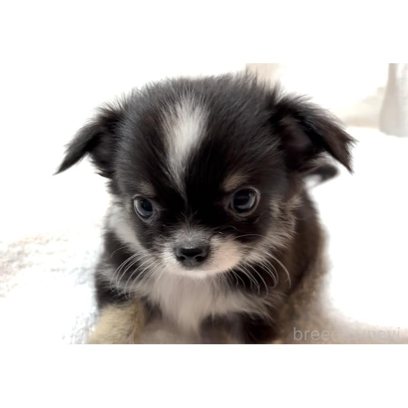 販売中の大阪府のチワワ(ロングコート)-426601の13枚目