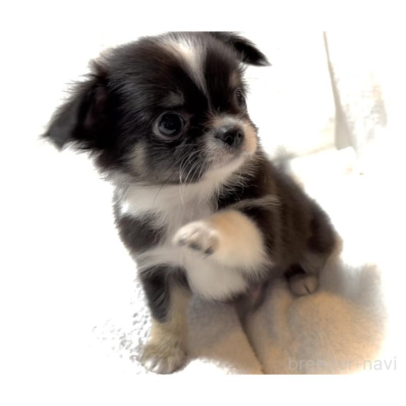 販売中の大阪府のチワワ(ロングコート)-426601の12枚目