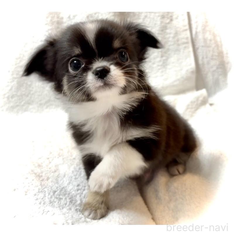 販売中の大阪府のチワワ(ロングコート)-426601の11枚目