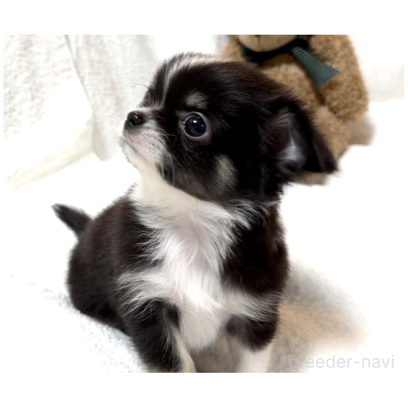 販売中の大阪府のチワワ(ロングコート)-426601の10枚目