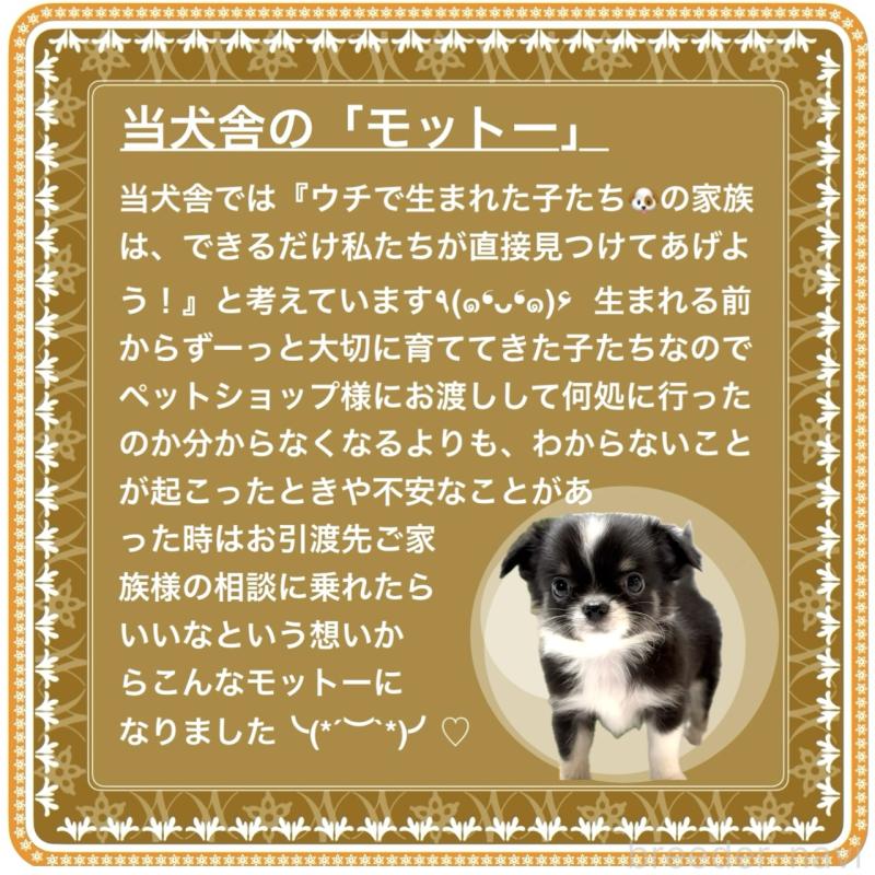 販売中の大阪府のチワワ(ロングコート)-426601の9枚目