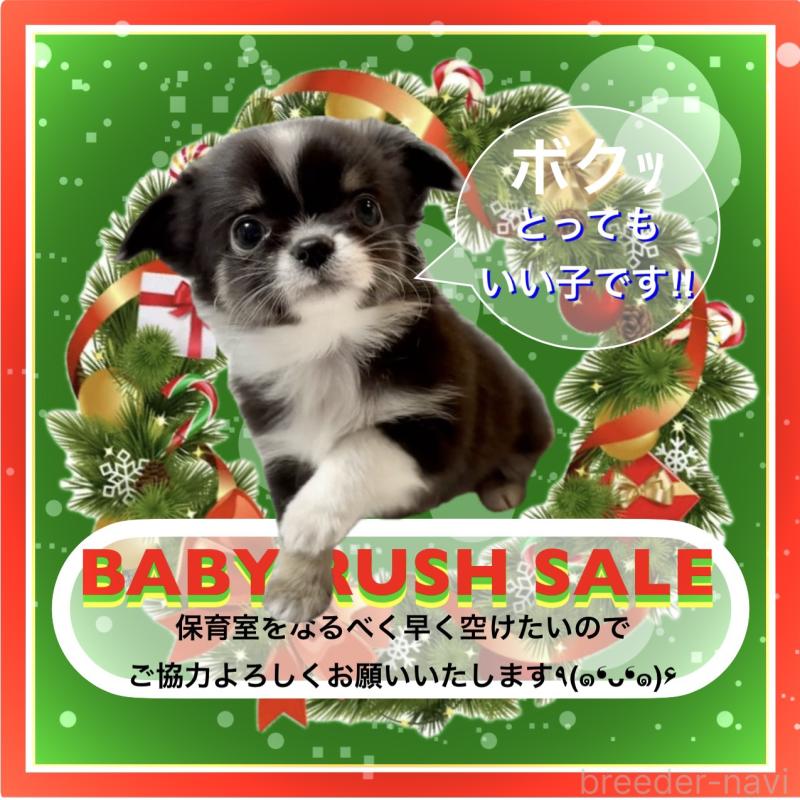 販売中の大阪府のチワワ(ロングコート)-426601の1枚目