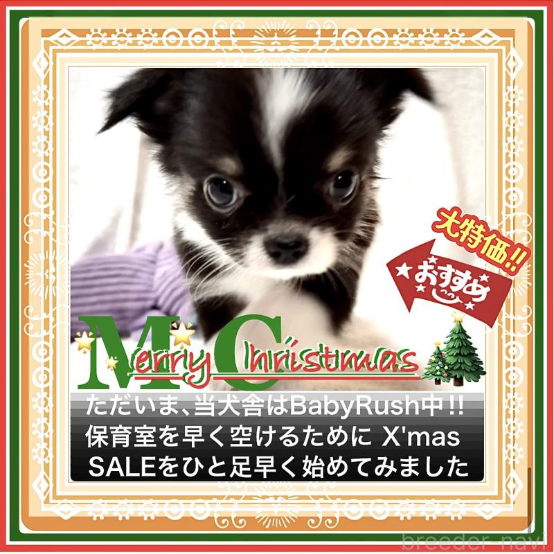 販売中の大阪府のチワワ(ロングコート)-426601の8枚目