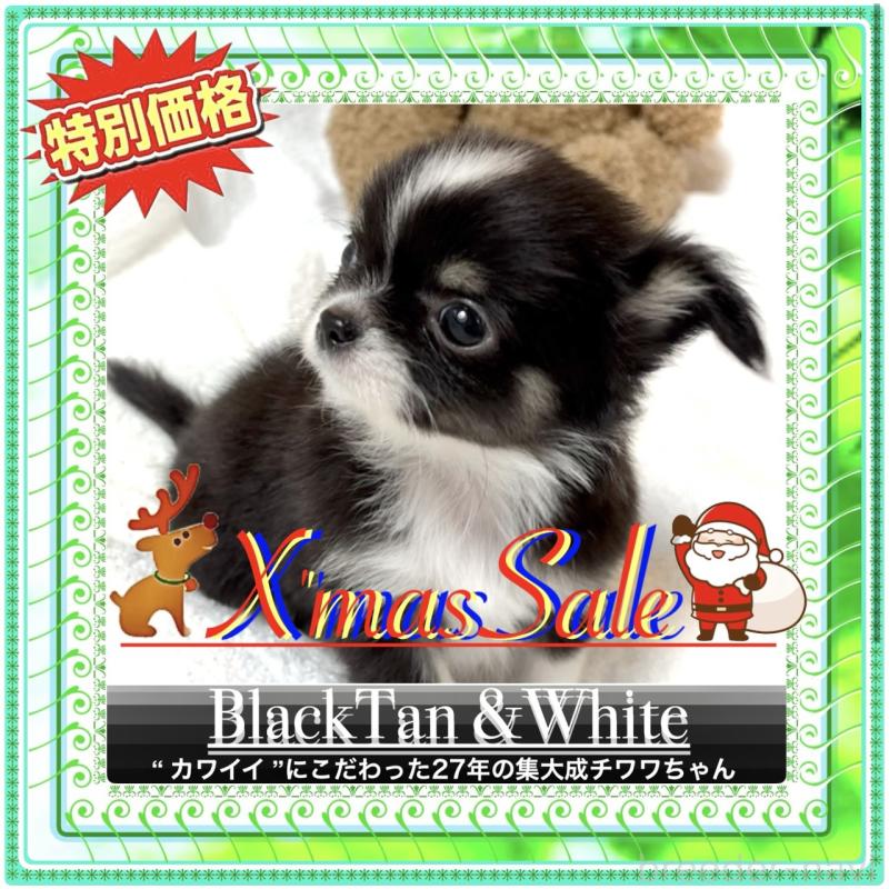 販売中の大阪府のチワワ(ロングコート)-426601の6枚目