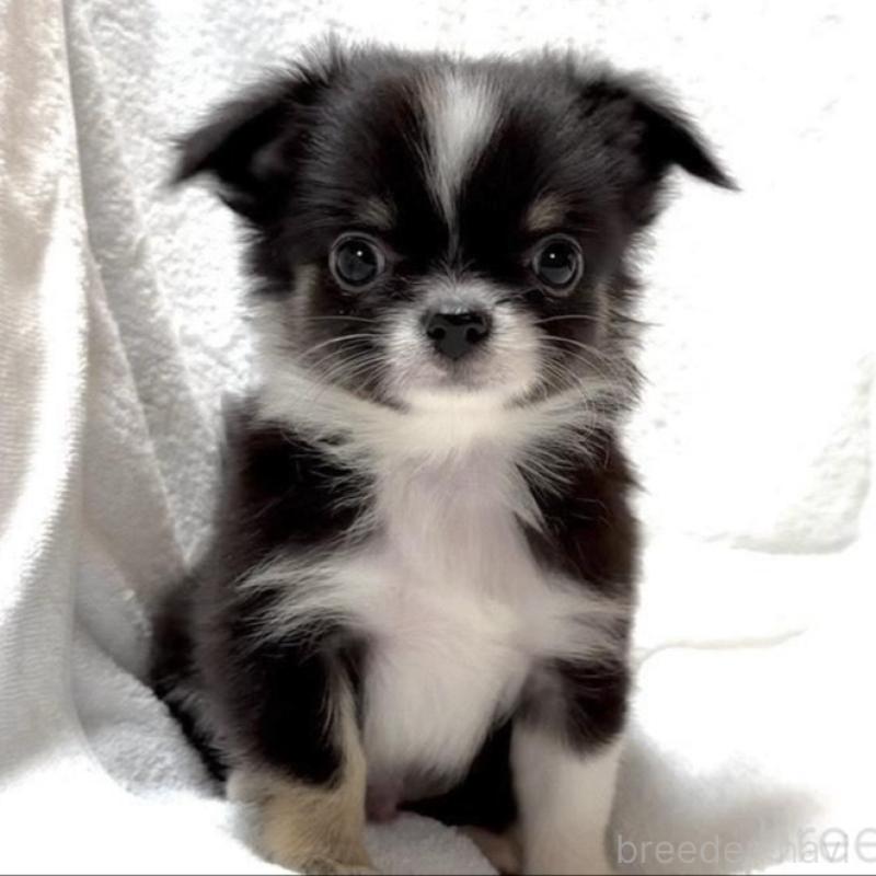 販売中の大阪府のチワワ(ロングコート)-426601の5枚目