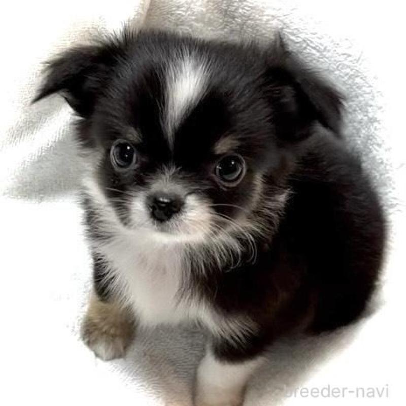 販売中の大阪府のチワワ(ロングコート)-426601の4枚目