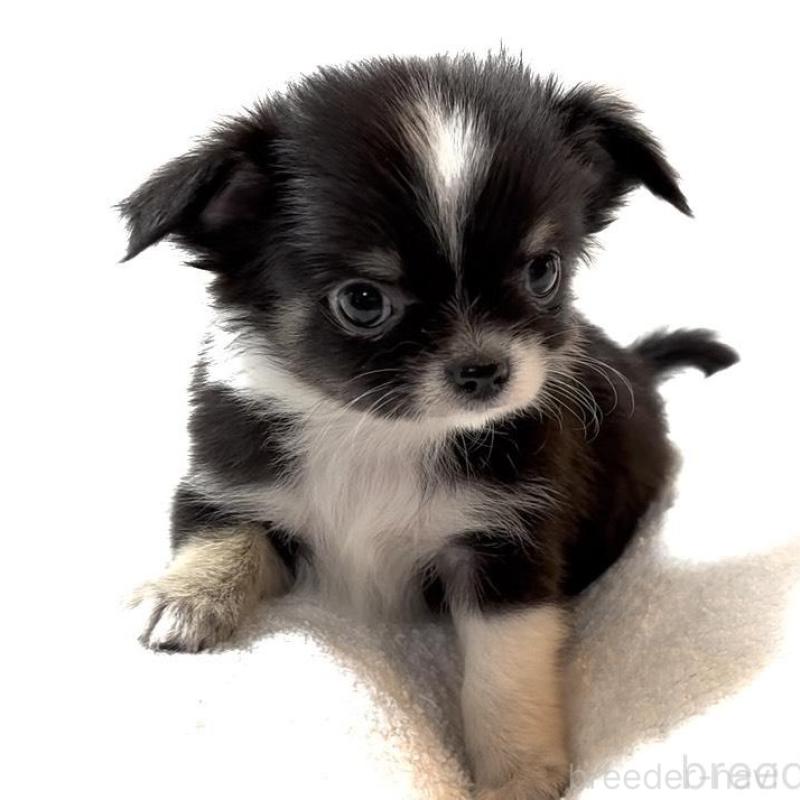 販売中の大阪府のチワワ(ロングコート)-426601の3枚目