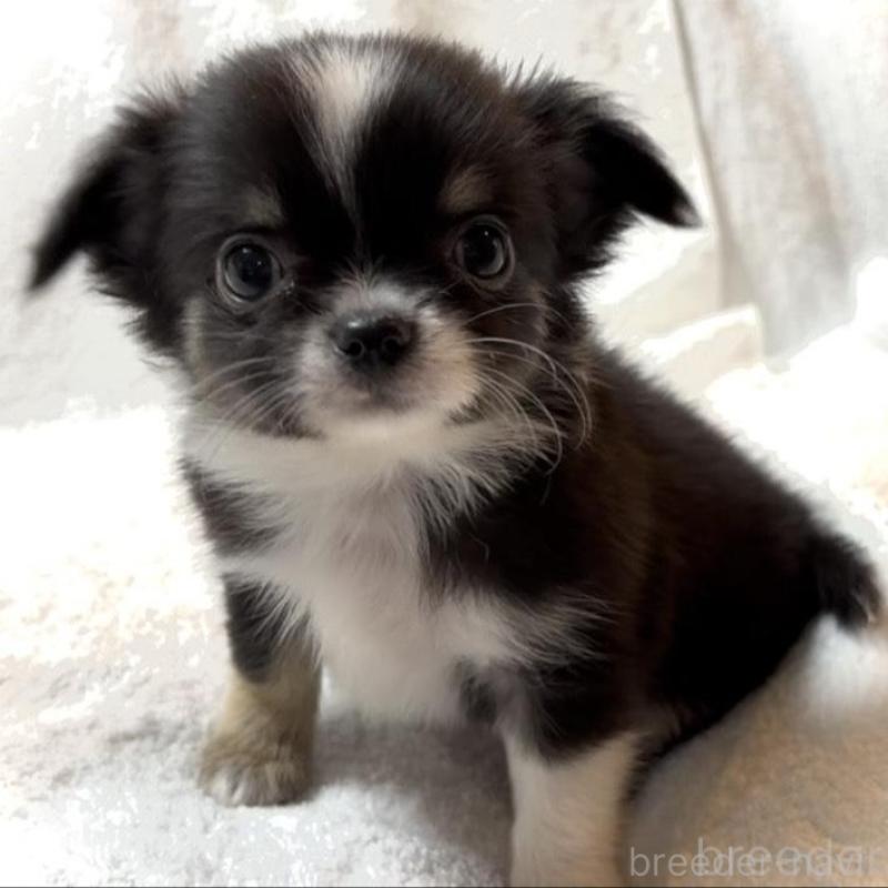 販売中の大阪府のチワワ(ロングコート)-426601の2枚目