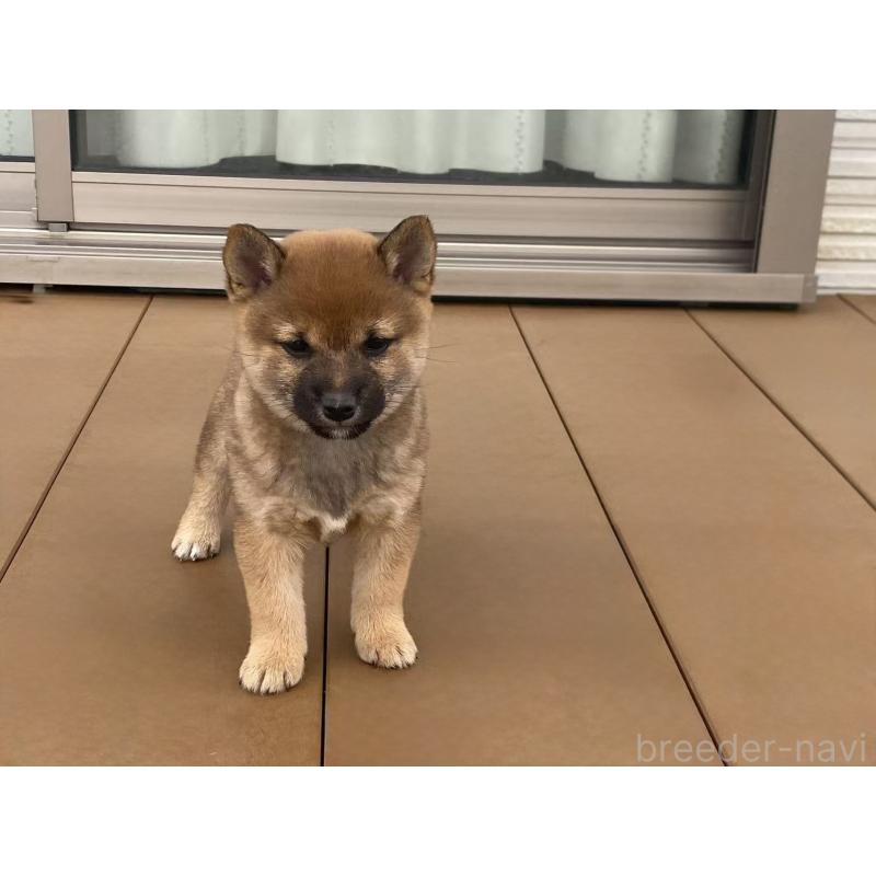 販売中の茨城県の豆柴-421365の6枚目