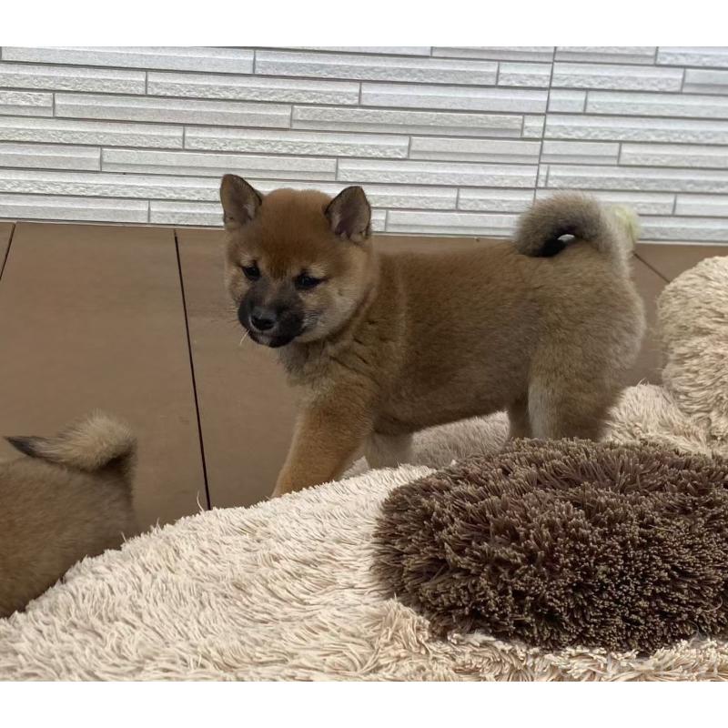 販売中の茨城県の豆柴-421365の5枚目