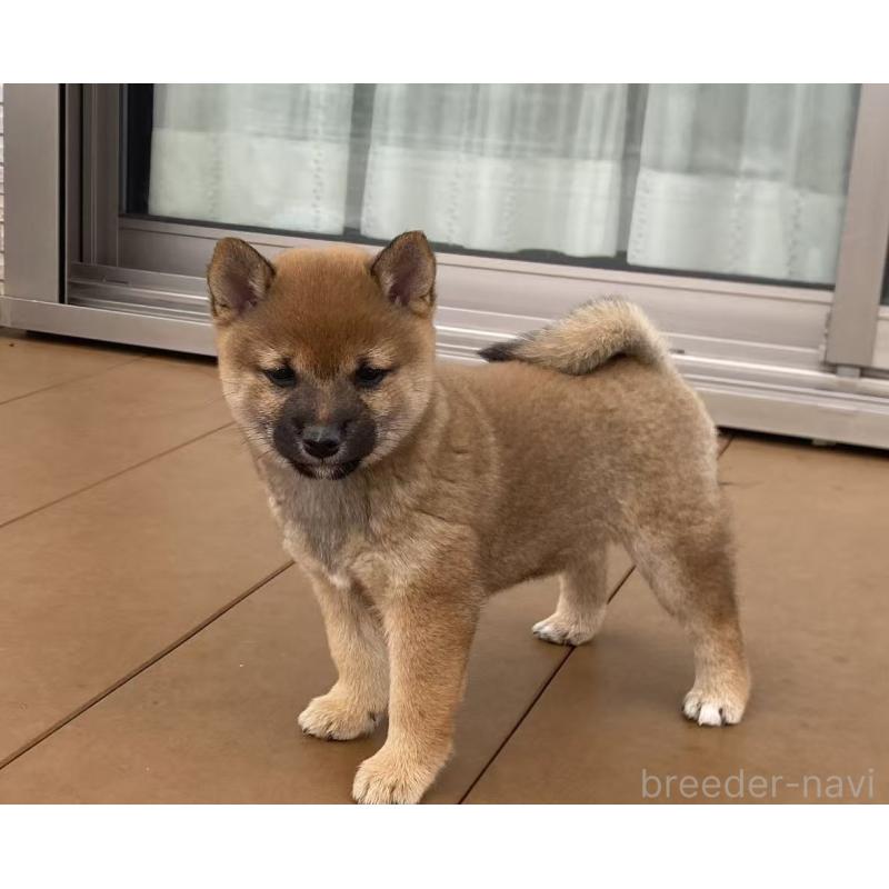 販売中の茨城県の豆柴-421365の4枚目