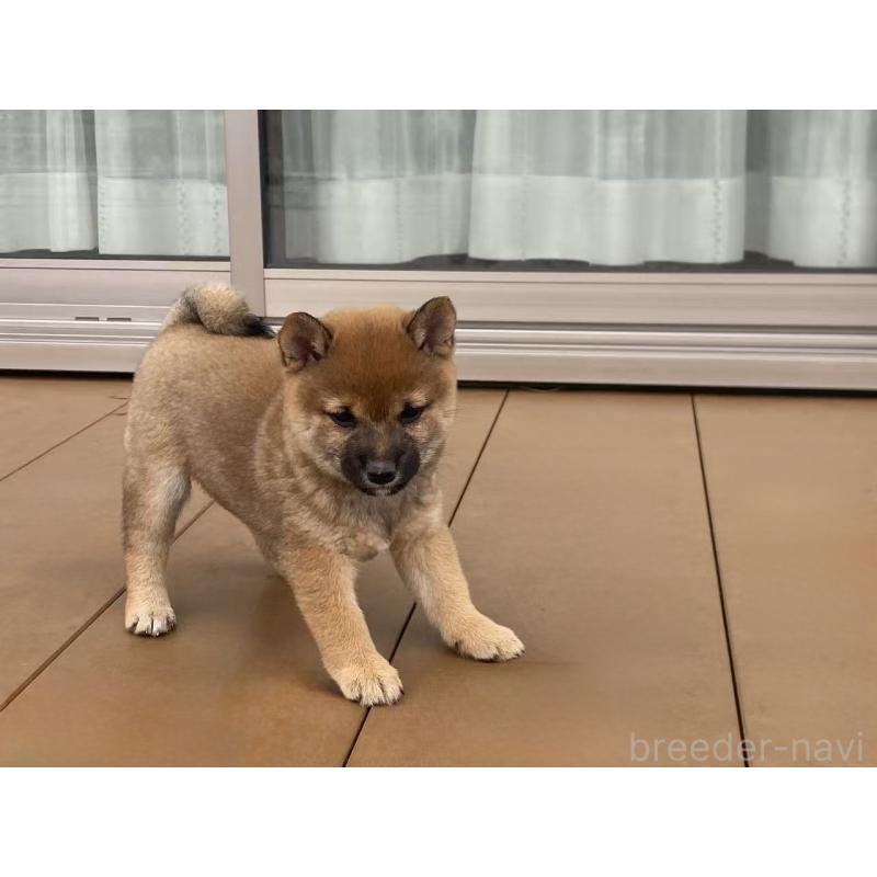 販売中の茨城県の豆柴-421365の3枚目