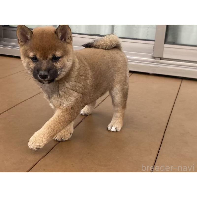 販売中の茨城県の豆柴-421365の2枚目