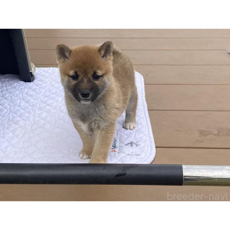 成約済の茨城県の豆柴-421362の8枚目