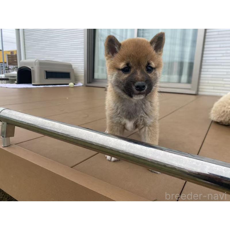 成約済の茨城県の豆柴-421362の7枚目