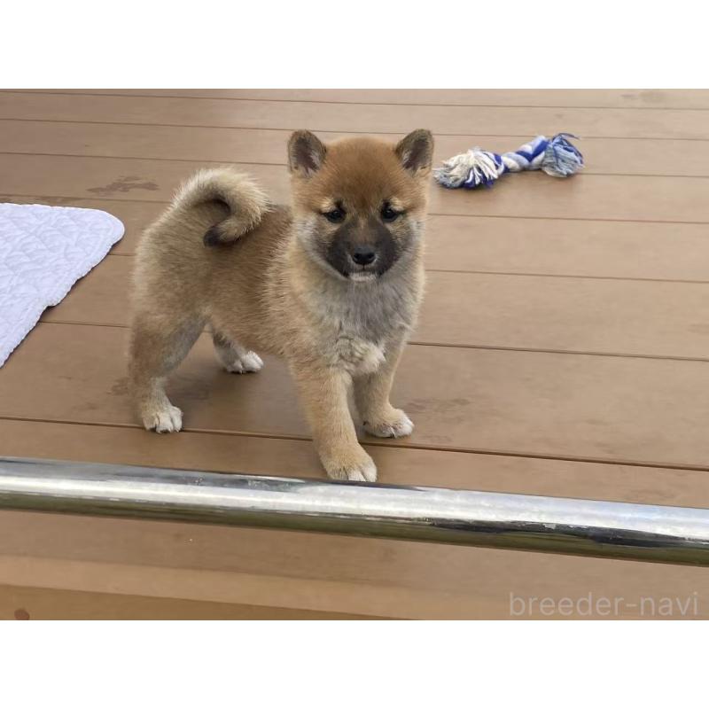 成約済の茨城県の豆柴-421362の6枚目