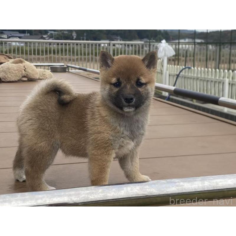 成約済の茨城県の豆柴-421362の5枚目