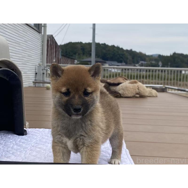 成約済の茨城県の豆柴-421362の4枚目