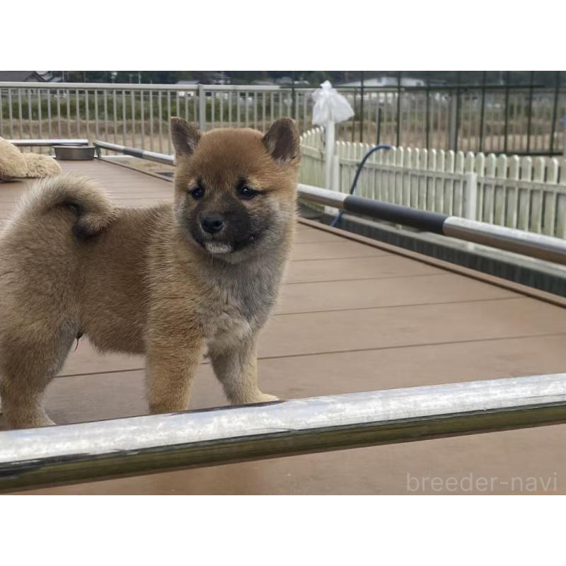 成約済の茨城県の豆柴-421362の3枚目