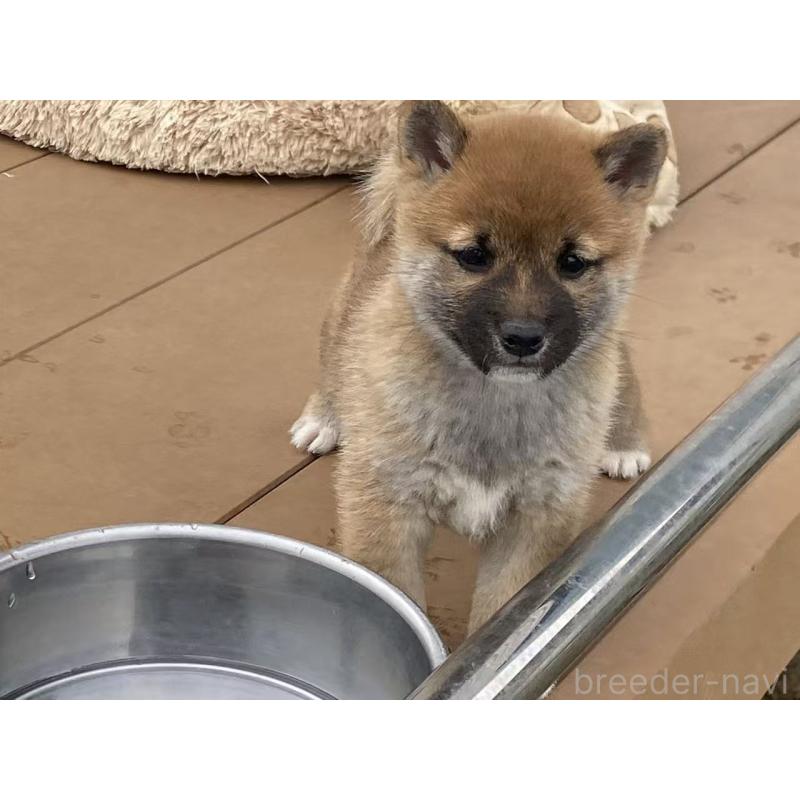 成約済の茨城県の豆柴-421362の2枚目