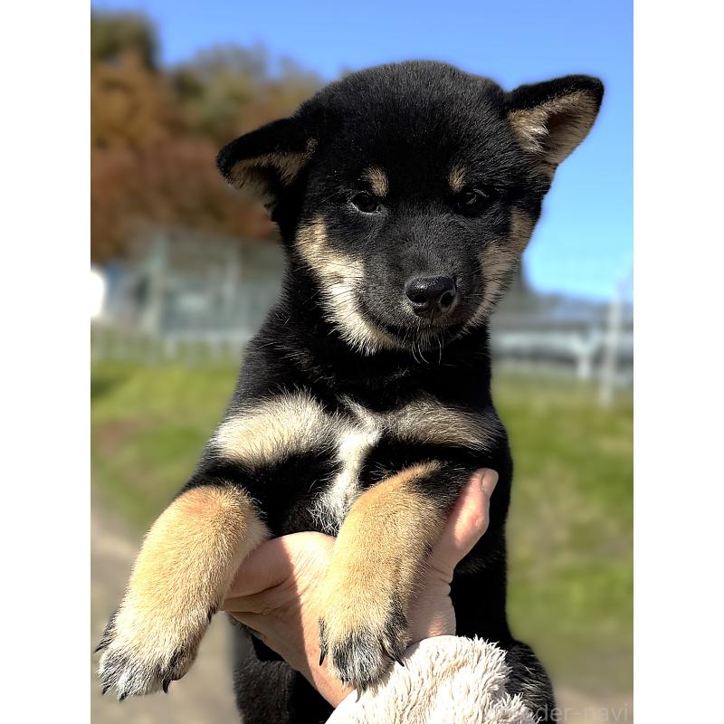 販売中の宮城県の柴犬-426603の7枚目