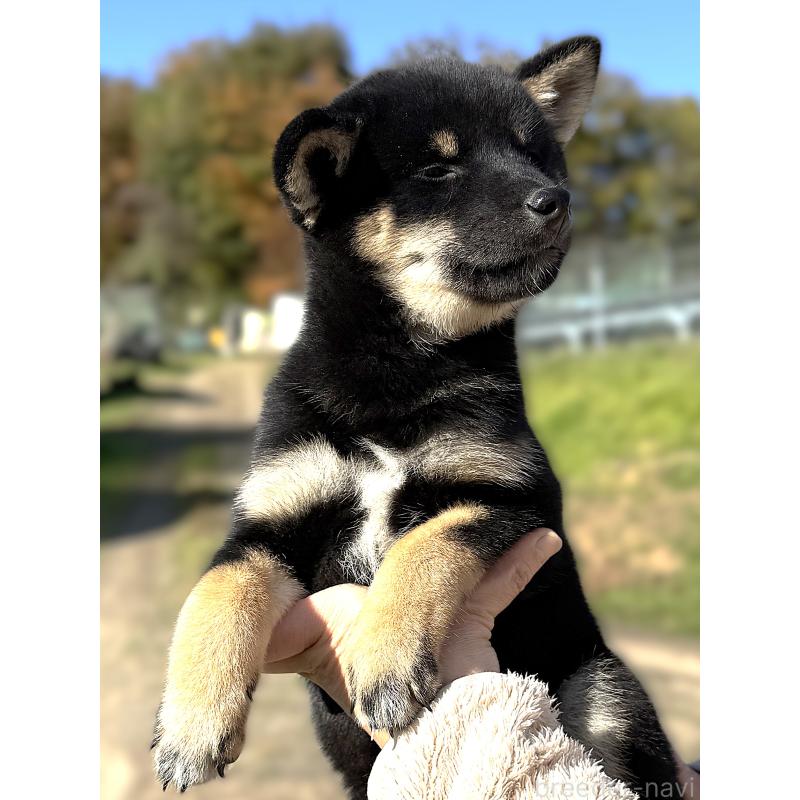 販売中の宮城県の柴犬-426603の6枚目