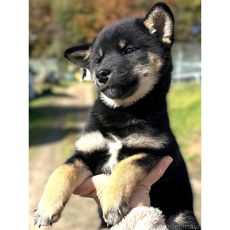 販売中の宮城県の柴犬-426603の5枚目