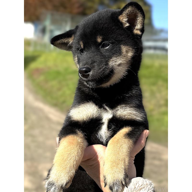 販売中の宮城県の柴犬-426603の3枚目