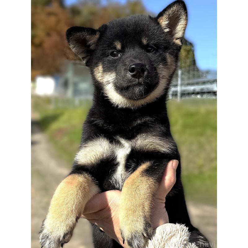 販売中の宮城県の柴犬-426603の2枚目