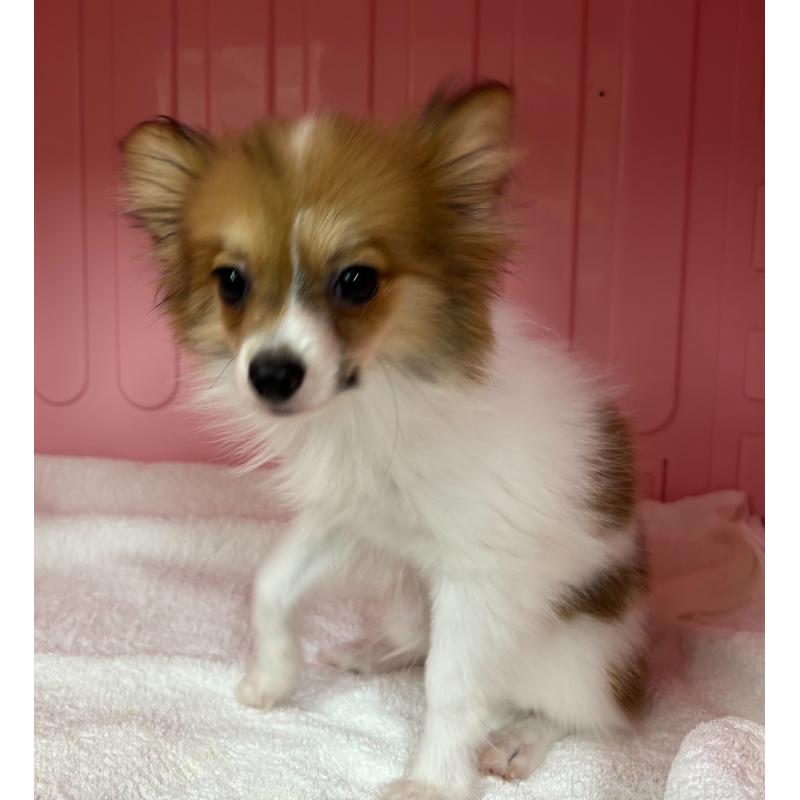 販売中の岐阜県のパピヨン-426602の7枚目