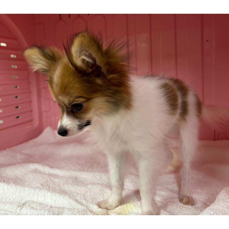 販売中の岐阜県のパピヨン-426602の6枚目