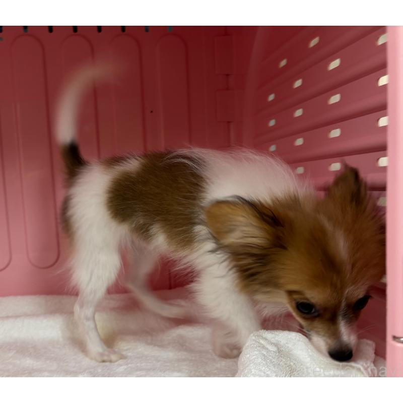 販売中の岐阜県のパピヨン-426602の5枚目