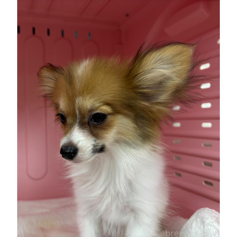 販売中の岐阜県のパピヨン-426602の4枚目