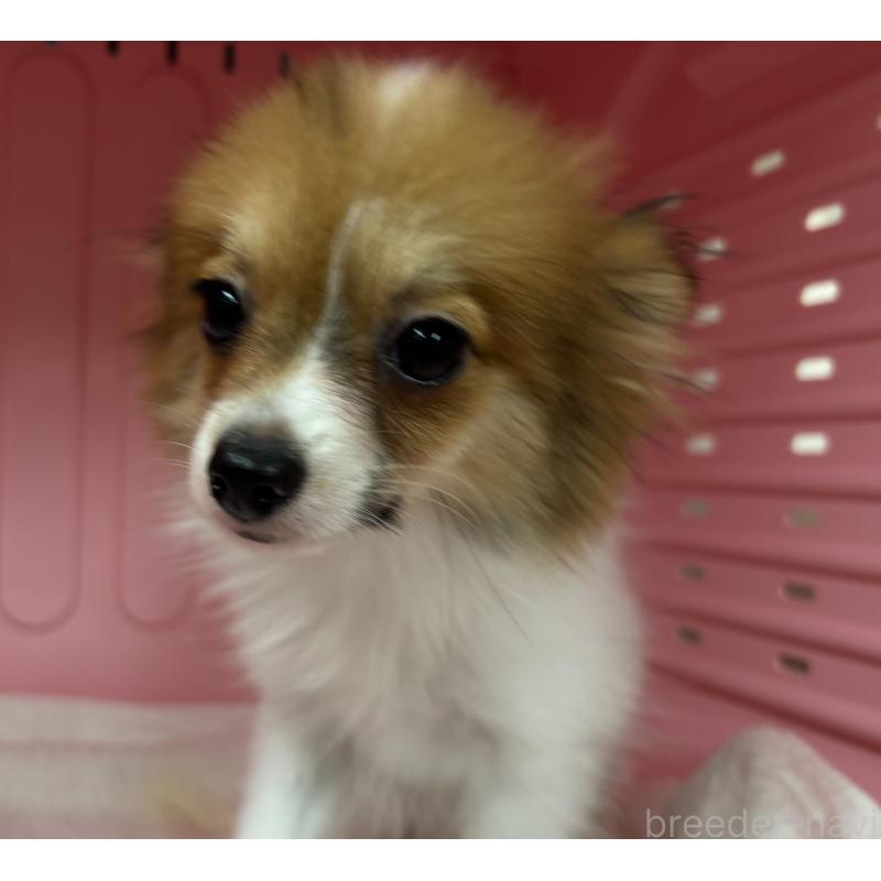 販売中の岐阜県のパピヨン-426602の2枚目