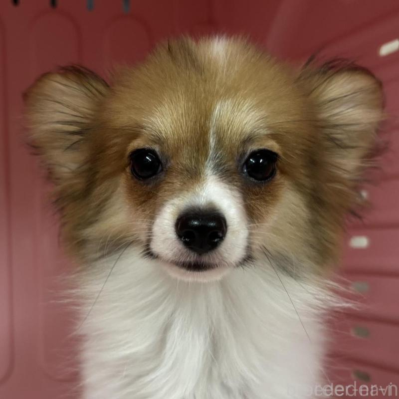 販売中の岐阜県のパピヨン-426602