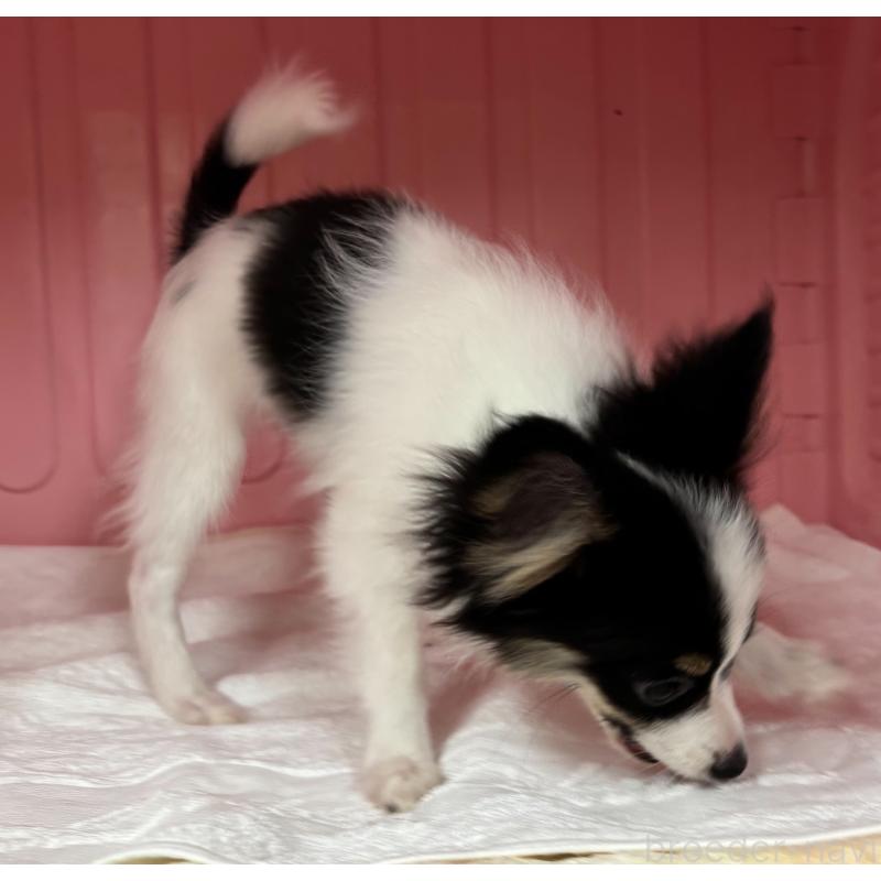 販売中の岐阜県のパピヨン-426604の6枚目