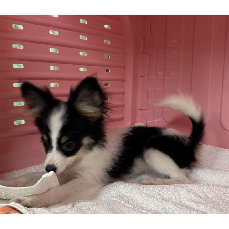 販売中の岐阜県のパピヨン-426604の4枚目