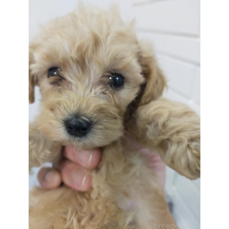 成約済の宮崎県のマルプー:マルチーズ×トイプードル-425712の2枚目