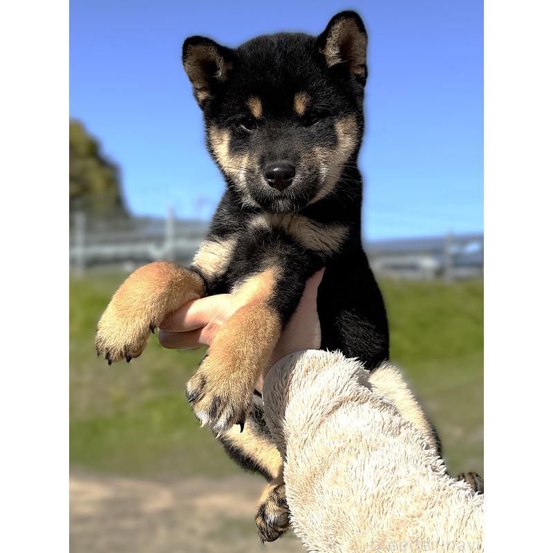 成約済の宮城県の柴犬-416652の13枚目