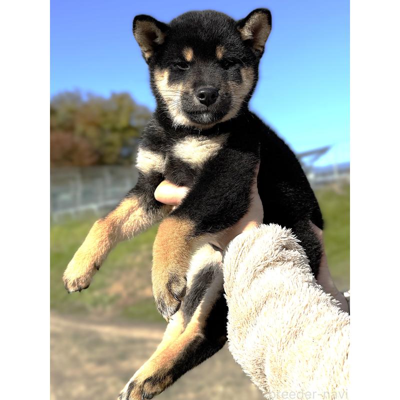 成約済の宮城県の柴犬-416652の12枚目