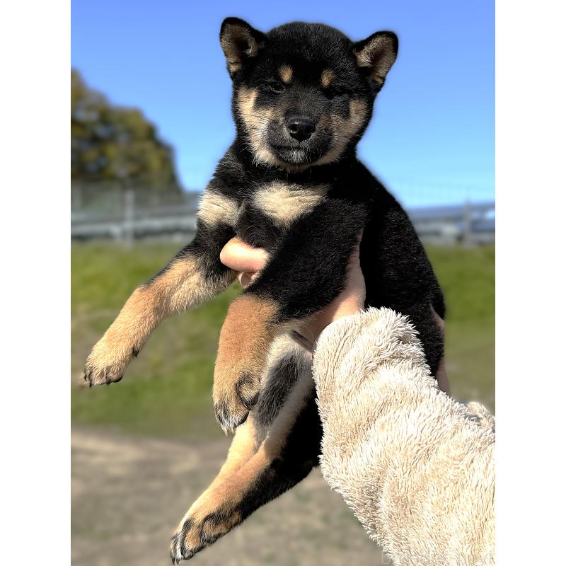 成約済の宮城県の柴犬-416652の11枚目